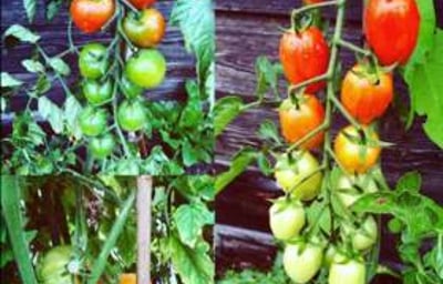 Tomatoes 2019