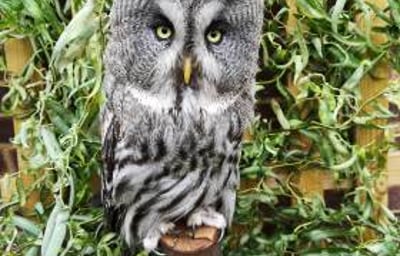 Socrates - Great Grey Owl 3