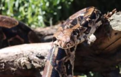 Muggle - Boa Constrictor