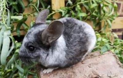 Mobius - Chinchilla 6