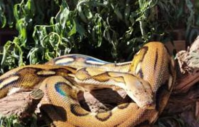 Katniss - Reticulated Python 2