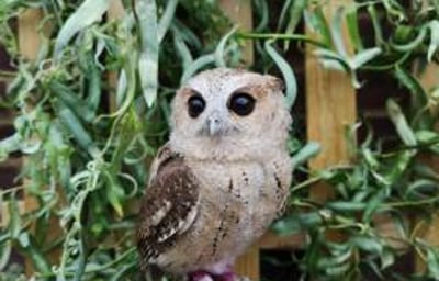 Ash - Indian Scops Owl 2