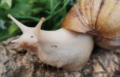 African Giant Snail 5