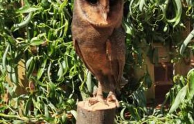 Twyla - Black Barn Owl 2