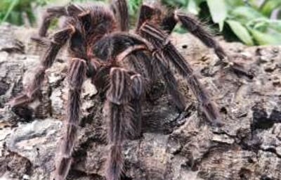 Thatch - Salmon Pink Bird Eater Tarantula 3