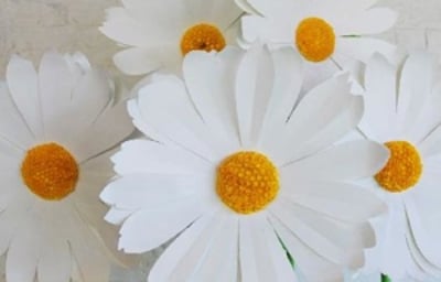 Giant paper daisies 