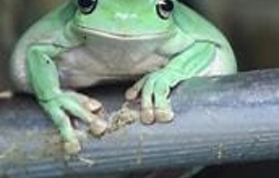 Freddo the Whites tree frog