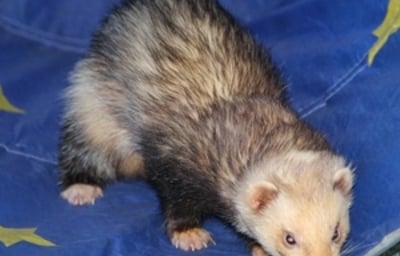 Barnaby Bear the ferret