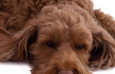 Belle - The Cockapoo