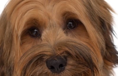 Logie - The Tibetan Terrier