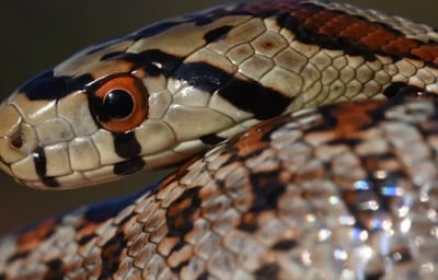 Bell, our Leopard Snake