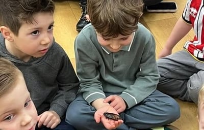 Madagascan Hissing Cockroach