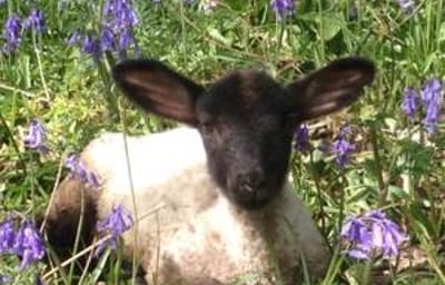 Our animals live in a beautiful rural environment - please see website for details