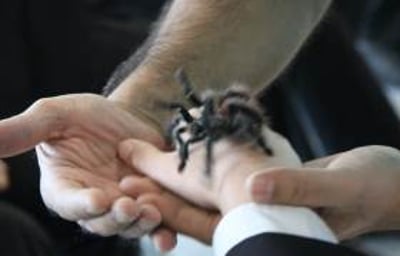 Here's Vanessa Our Pink Toe Tarantula!