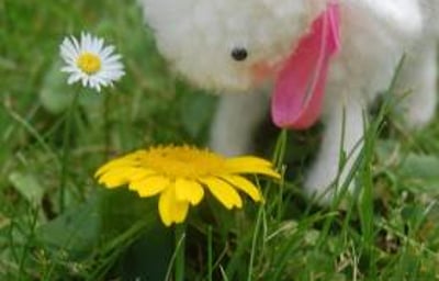 Wooly Critters Workshop