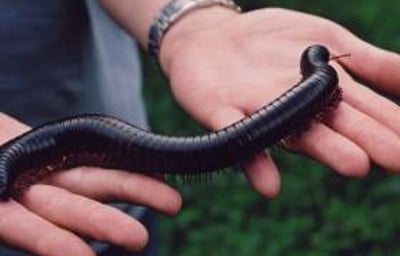 Giant Millipede