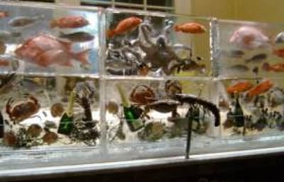 Seafood Display Ice Wall