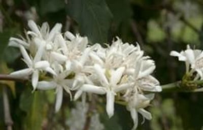 Coffee Starts as a White Flower ...