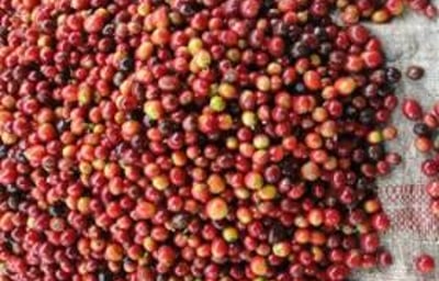 ... Which Produce Red Fruits or "Cherries".