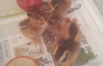 chicks 2