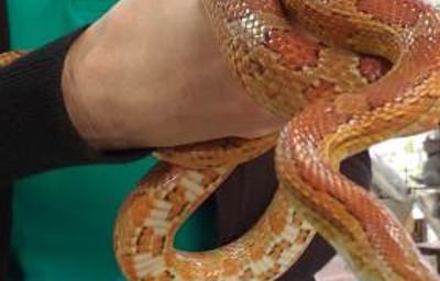 Autumn being held close up