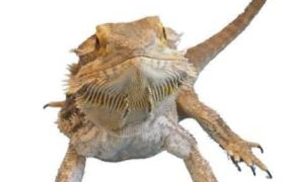 Horatio lizard