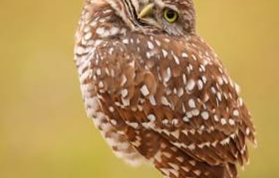 Burrowing Owls