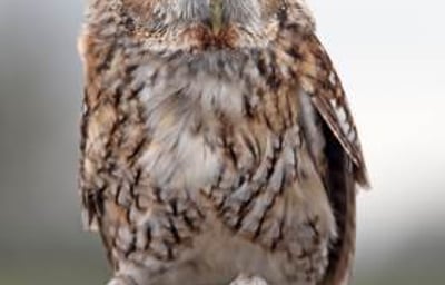 Willow the Tawny Owl