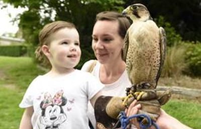 Handle Birds of Prey