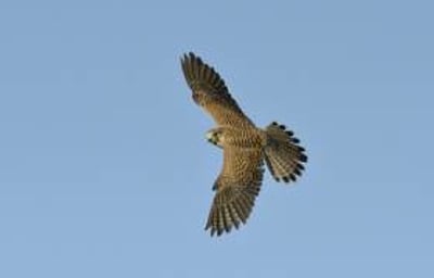 Aluna the Kestrel