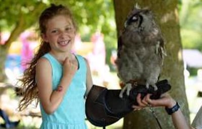 Handle Birds of Prey