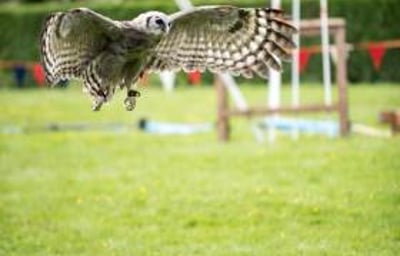 Kofi - Milky Eagle Owl