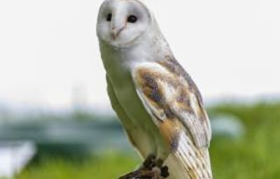 Sky the Barn Owl