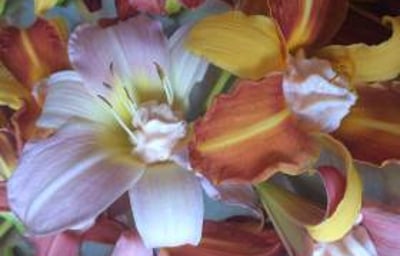 Day lilies stuffed with smoked salmon pate