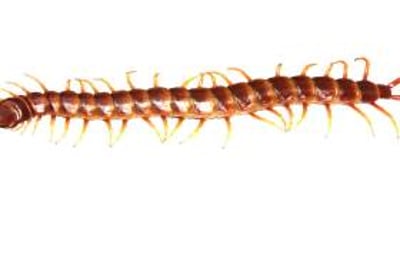 Giant bat eating centipede