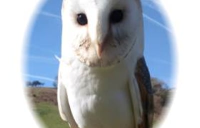Barn Owl