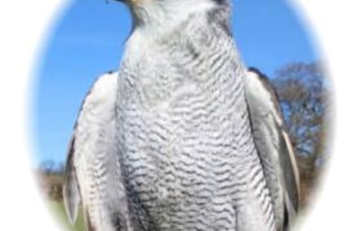 Goshawk