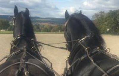 Production - Pair of Black Friesian Film Horses Carriage Driving at National Trust Berrington Hall from Marc Lovatt and The Cavalry of Heroes Film Horses and Carriages