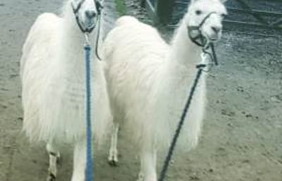 llamas
