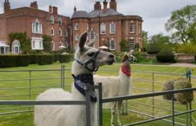 LLama iscody weddings