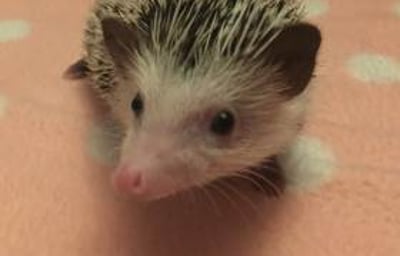 Rhubarb the African Pygmy Hedgehog