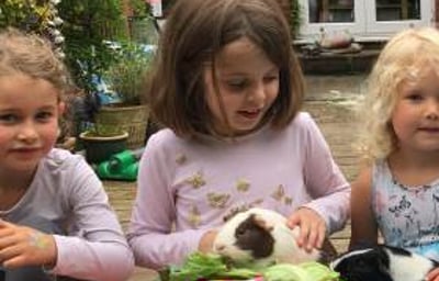 Feeding Apple and Crumble the Guinea Pigs