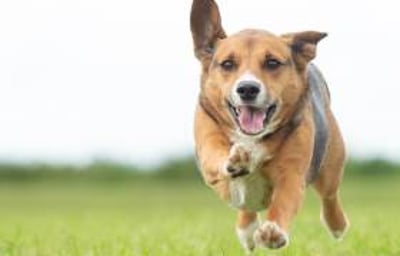 Your visit can include our very own 'Party Pooch', Chip! Perfect for SEN and care home visits - or for any other occasion!