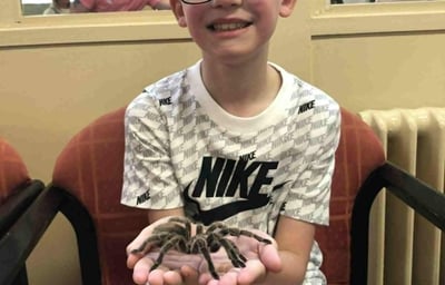 Rosie the tarantula