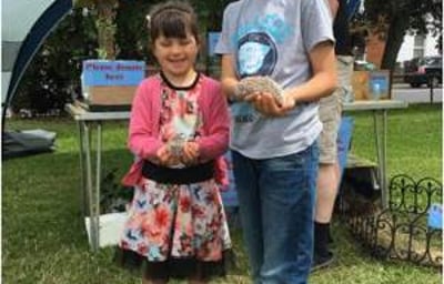 cute little hedgehogs!