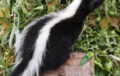 Rey - Striped Skunk 5