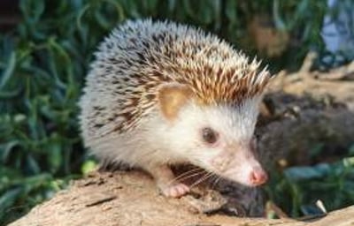 Mrs Pricklepants - African Pygmy Hedgehog