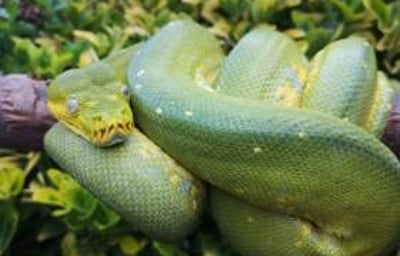 Tyrell - Green Tree Python 7