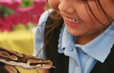 Chloe, one of our royal pythons