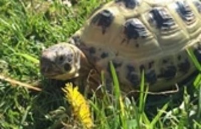 Timotina the tortoise